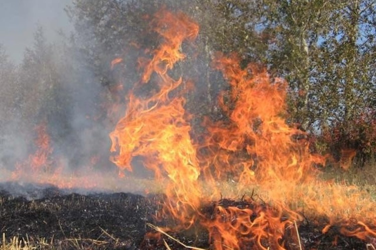 Названа вероятная причина гигантского лесного пожара на Южном Урале