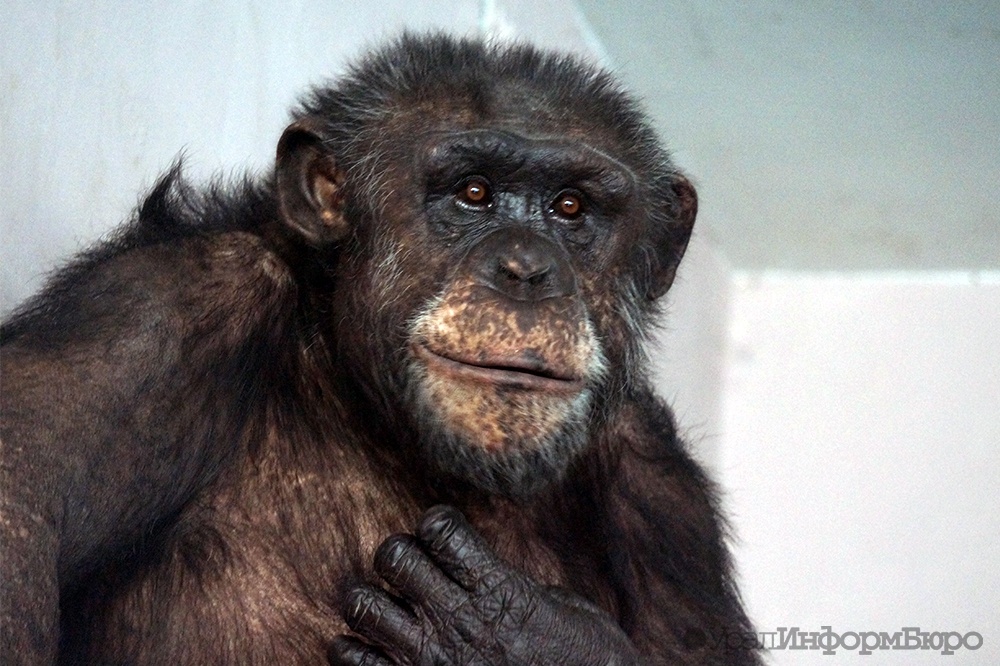 Укус обезьяны. Шимпанзе в екатеринбургском зоопарке. Обезьяна с хозяином.