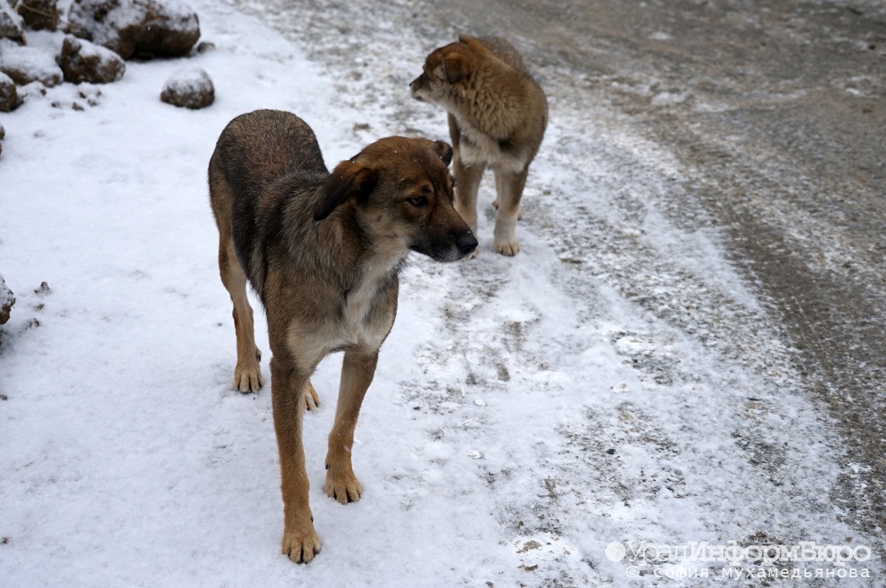 Стая собак набросилась на 11-летнего мальчика в Березовском