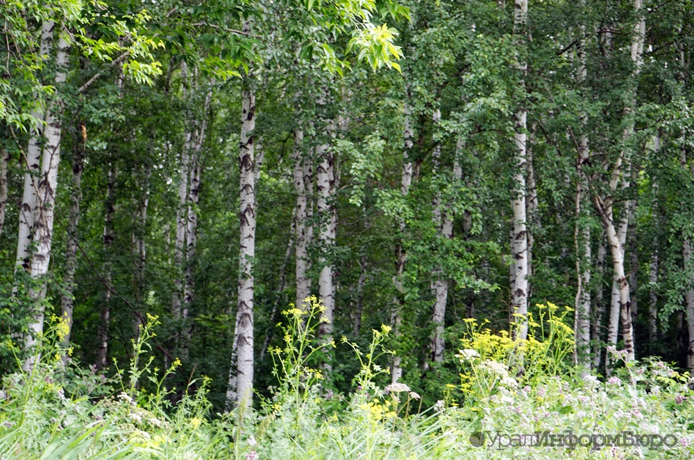 COVID-госпиталь лишит Екатеринбург деревьев на полмиллиарда рублей