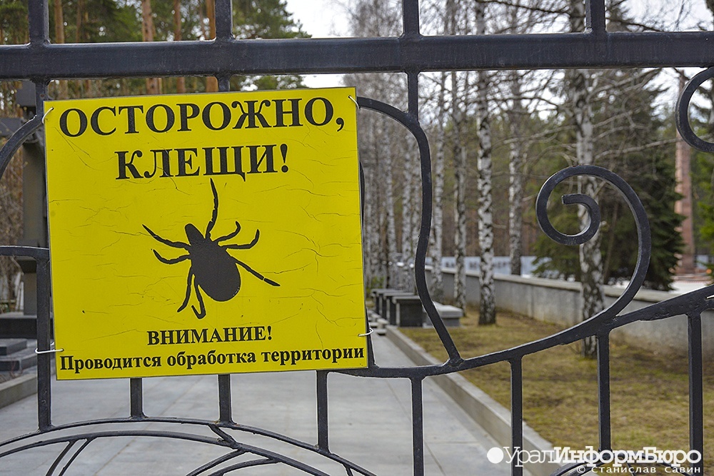 В Свердловской области свирепствуют клещи – десятки тысяч укушенных