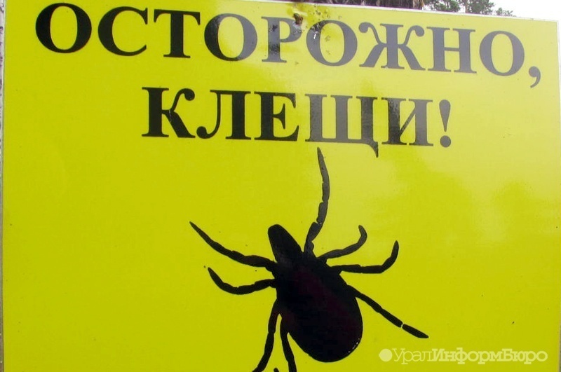 В Свердловской области дети заболели клещевым энецефалитом