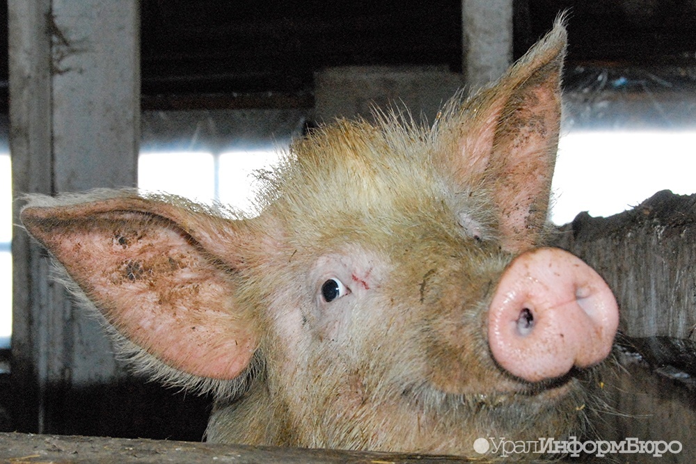 В Омской области свиней кормили объедками из ковидария. Они заболели чумой