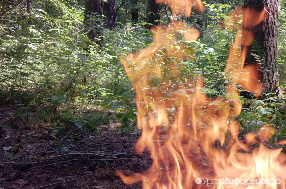 В Югре площадь лесных пожаров превысила 4 тысячи гектаров