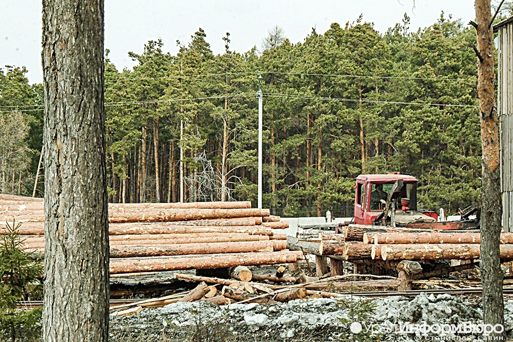 Ради строительства трассы Казань - Екатеринбург вырубят десятки тысяч деревьев