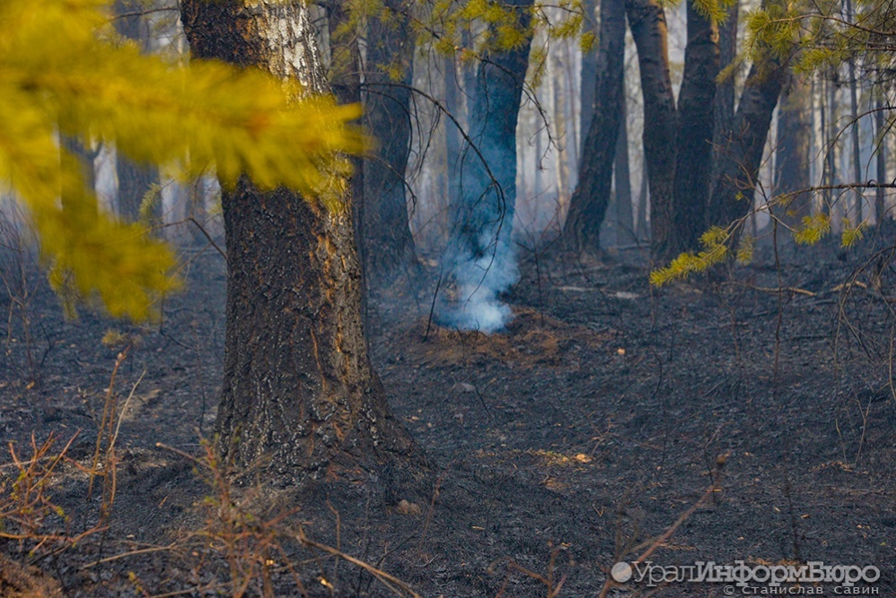 Площадь лесных пожаров в Югре за сутки выросла почти на 40%