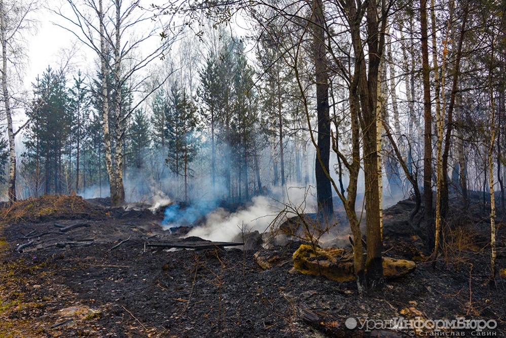 Губернатор Курганской области заявил о поимке поджигателя лесов