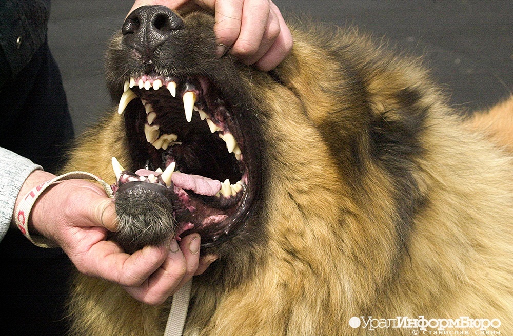 Свердловские следователи завели дело из-за нападения бойцовой собаки на школьника