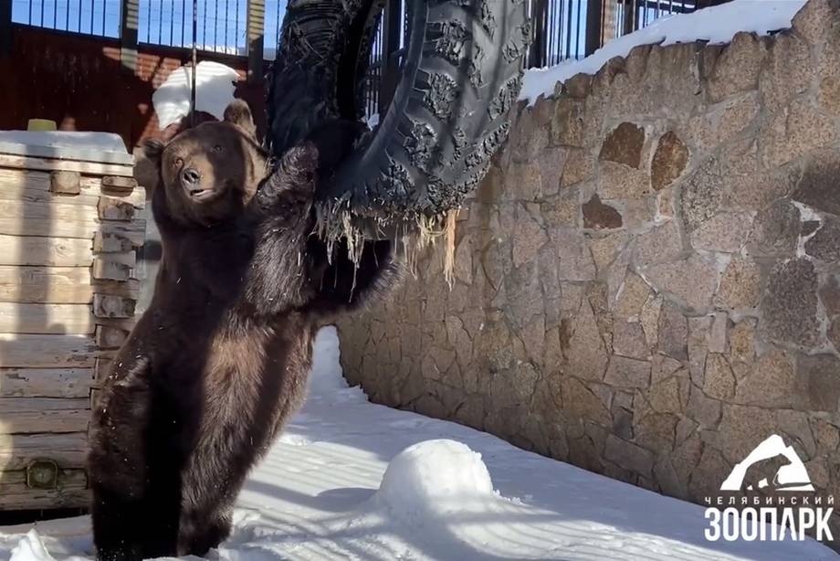 Бурый медведь Малыш вышел из спячки в Челябинском зоопарке