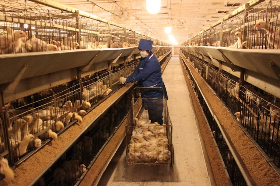 Мэрия Среднеуральска не торопится с оценкой вреда птицефабрики
