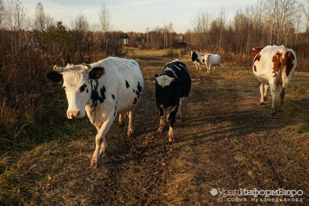На Урале бык забодал Land Cruiser – хозяевам придется заплатить 85 тысяч рублей