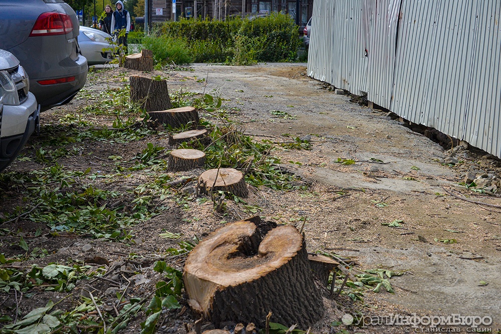 В центре Екатеринбурга спилили почти десяток взрослых деревьев