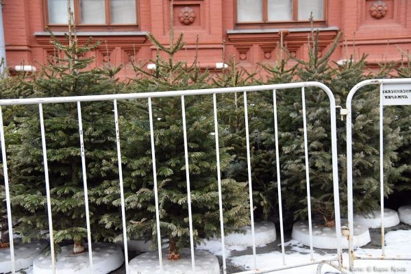Накануне Нового года власти Свердловской области усилили контроль за вырубкой леса