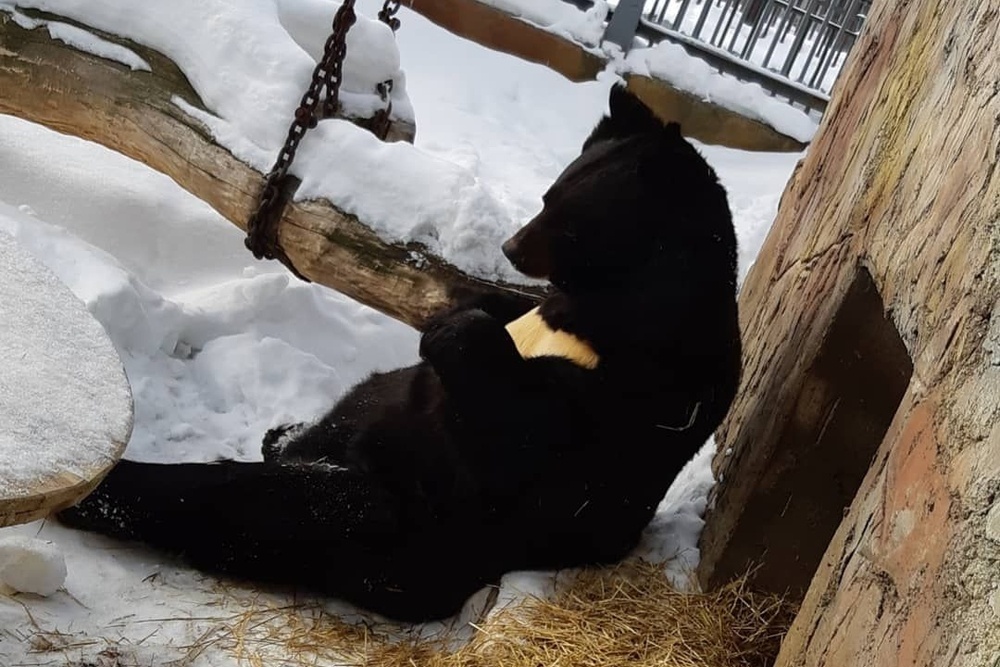 Когда просыпается медведь весной. Гималайский медведь в спячке. Зоопарк Екатеринбург медведи. Медведь в Свердловском зоопарке. Медведь проснулся.