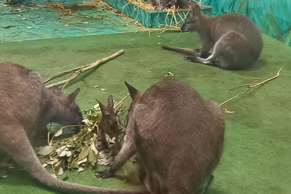 В Екатеринбургском зоопарке показали недавно родившихся кенгурят Беннета