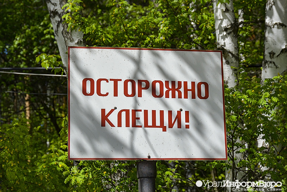 Шесть человек скончались в Челябинской области от клещевого энцефалита в 2023 году