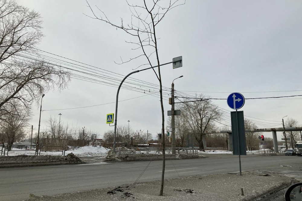 В Челябинске погибли десятки молодых деревьев – экологи винят в этом чиновников