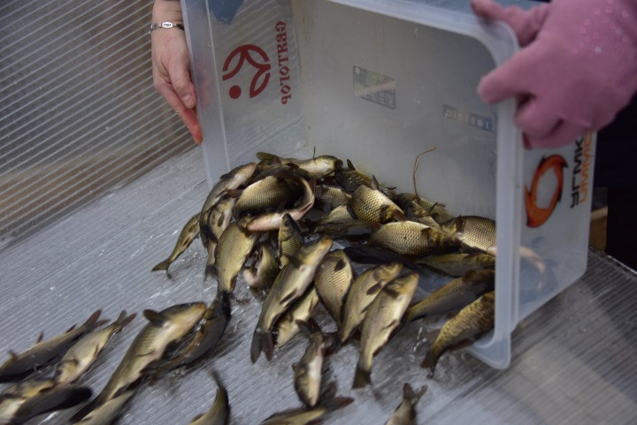 "Святогор" выпустил 10 тысяч рыб в Красноуральское водохранилище