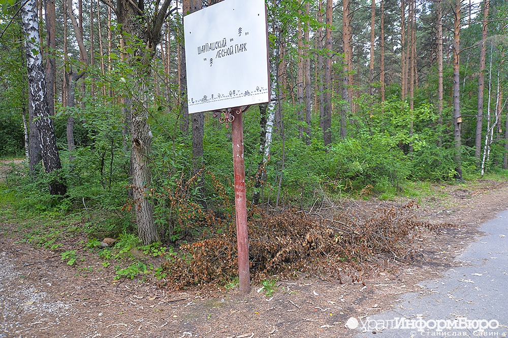 Жителей Екатеринбурга попросили не ходить в Шарташский лесопарк