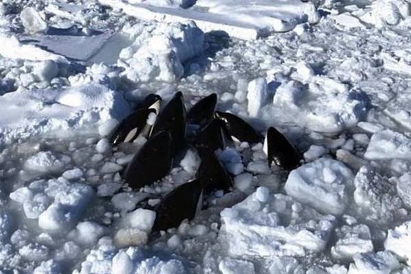 Более десяти косаток угодили в ледяную западню между островами Хоккайдо и Кунашир