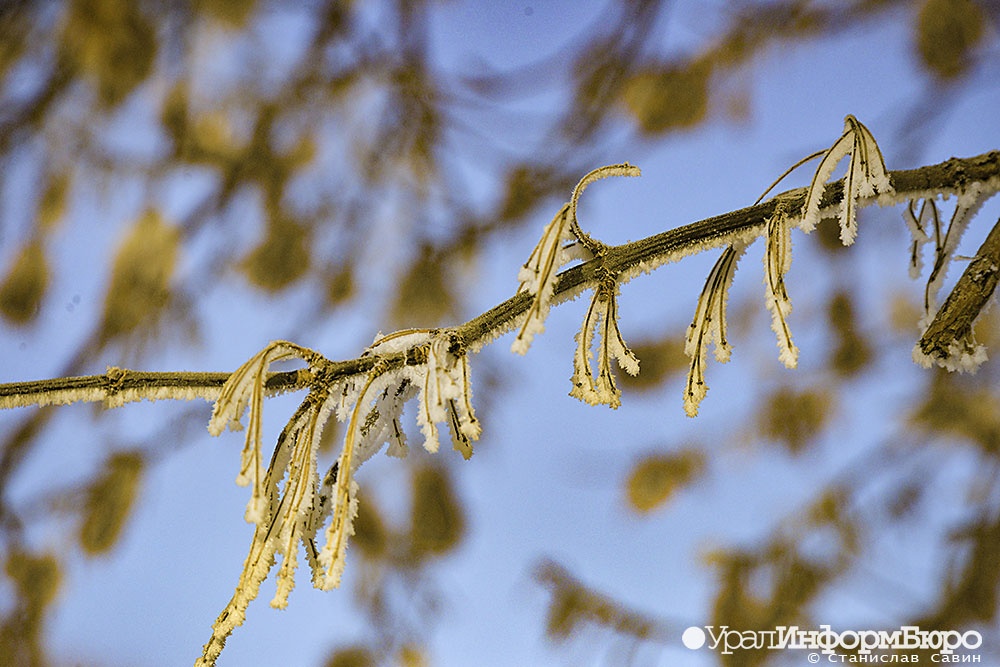 После аномальной жары в Свердловской области ударят заморозки