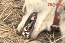 В Арамили живодеры привязали собаку к рельсам перед идущим поездом
