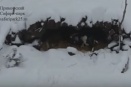 Козел Тимур и тигр Амур переждали снегопады в одном убежище (ВИДЕО)