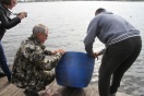 Водоемы Нижнего Тагила заселили мальками белого амура
