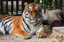 Юная амурская тигрица из Москвы вышла в свет в Екатеринбургском зоопарке