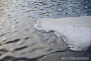 "Большая вода" настигла Ирбит: подтоплена часть города