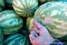 Россельхознадзор завернул более 230 тонн сомнительной еды из Казахстана