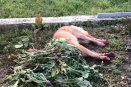 За кровавое убийство пса на глазах у детей свердловчанину светит колония