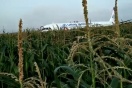 В Росавиации оценили решение пилотов A321 посадить самолет в поле